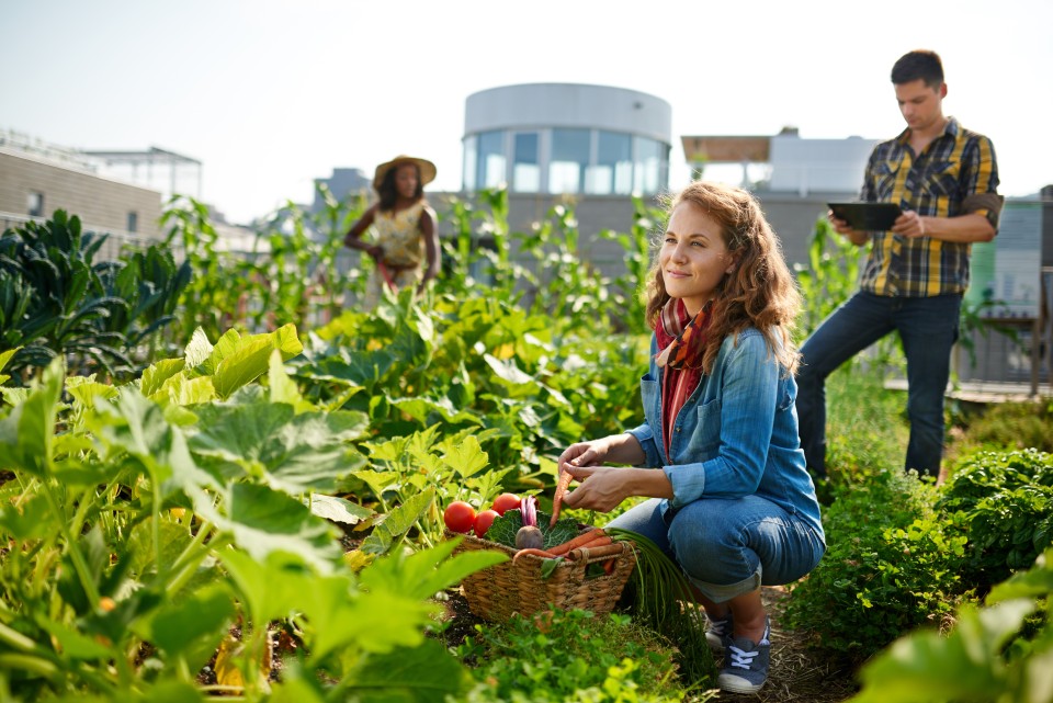 Students work in an urban garden.