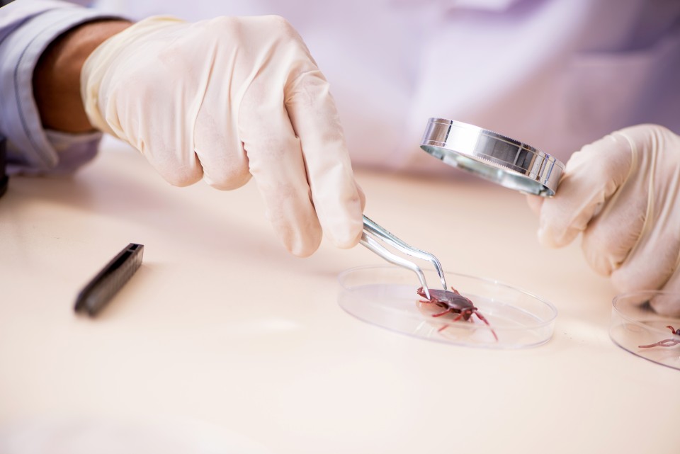 Gloved hands with tweezers and a magnifying glass inspecting an insect. 